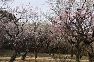梅園内景色_20260220