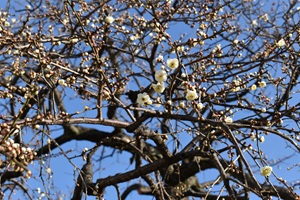 夫婦枝垂れ_20260122