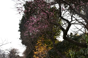 未開紅とシナマンサク_20260220