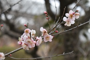 ウメ紅冬至_20260128