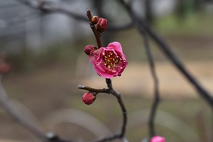 ウメ緋の司_20260129