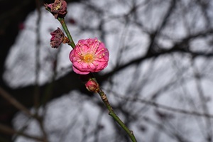 ウメ寒衣_20260128