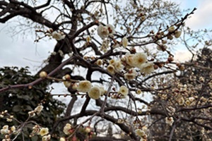 ウメ夫婦枝垂れ_20260128