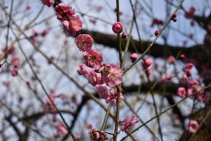 八重松島_20260220