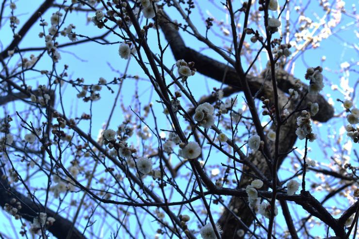 八重冬至_20260203