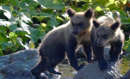 クマ出没マップ公開