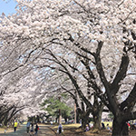 狭山稲荷山公園の写真