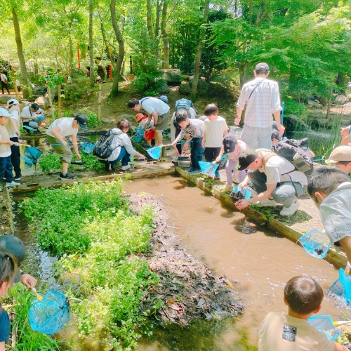 湿地で生き物を探す参加者の写真