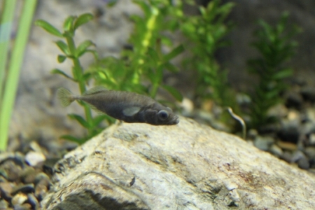 ムサシトミヨの写真