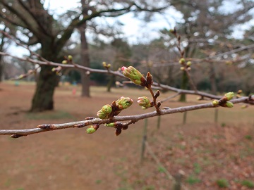 蕾その二