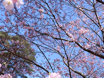 開花の様子