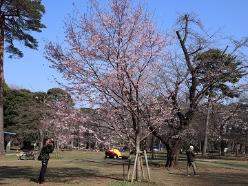 満開