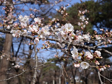 枝