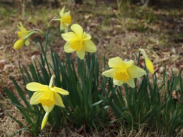スイセンの花