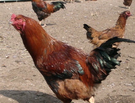 タマシャモ1