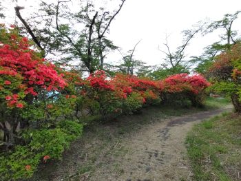 エントランス広場見頃