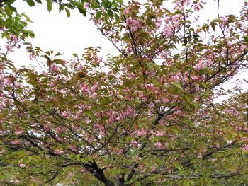 八重終わり