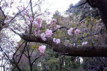 ヤマザクラ