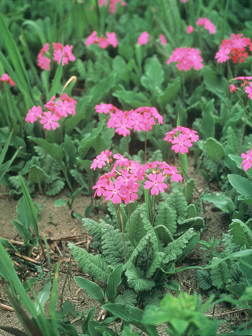 県の花「サクラソウ」