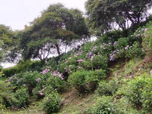 紫陽花02