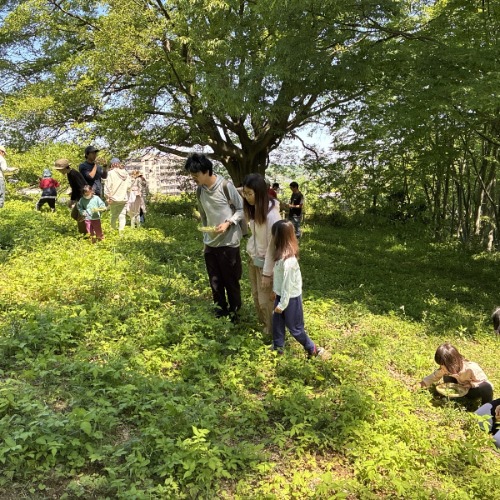 参加者が野草を摘む様子の写真