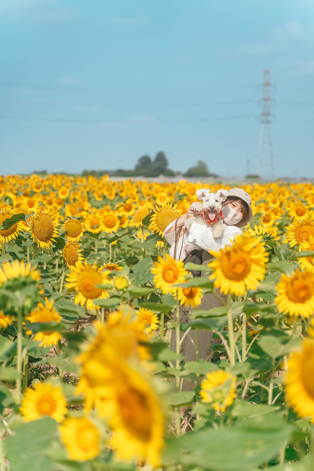 あつまれ！埼玉犬民さんのひまわり畑の写真