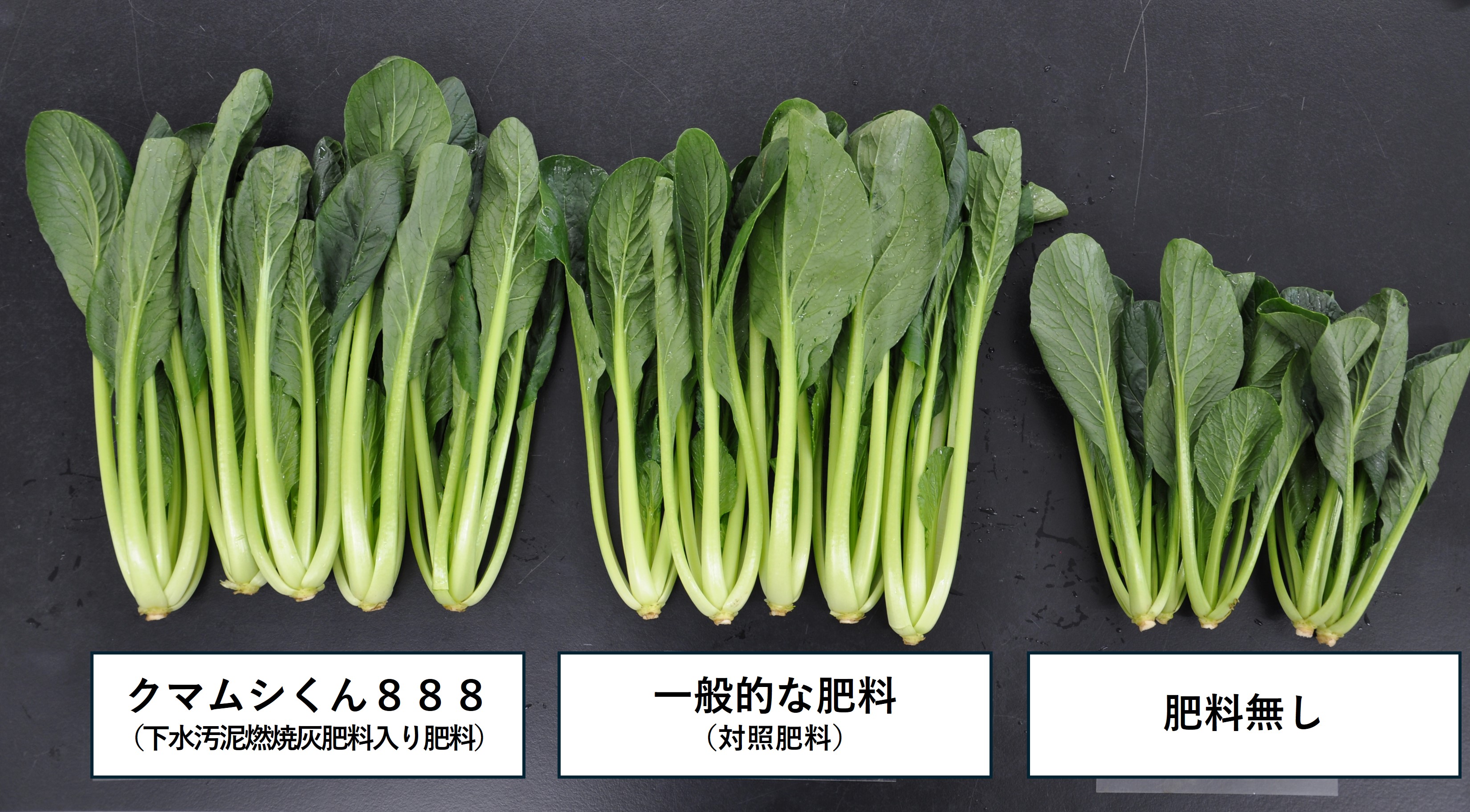 栽培試験結果の比較写真