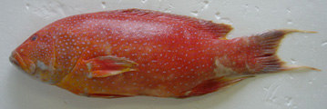 barahata