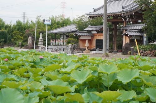上里蓮1