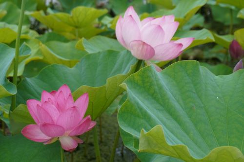 上里蓮4