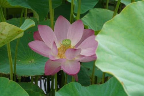 上里蓮2