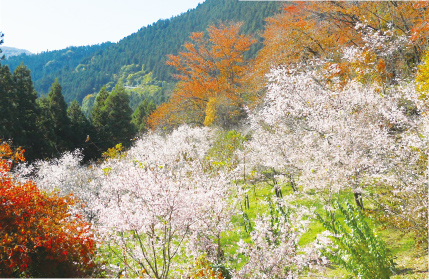城峯公園の写真