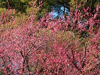 紅梅が満開