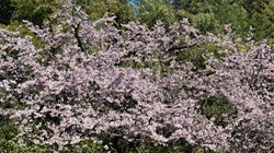 安行寒桜_20260317