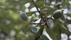 フェイジョア_20250918