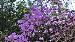 ゲンカイツツジ_20260317