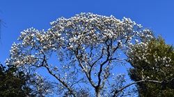 ハクモクレン_20260317