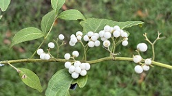 コムラサキ_20250918