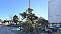 マツの雪吊り_20251215