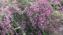 ミヤギノハギ_20251009