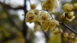 ロウバイ鎌田早生2_20251218