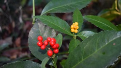 センリョウ_20251215