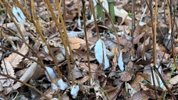 シモバシラ_20251229