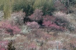 写真：梅園遠景