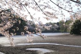 大宮公園の写真