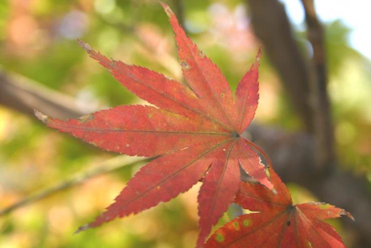 11月の葉