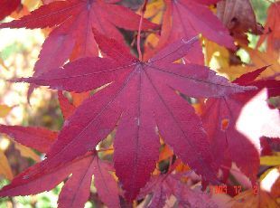 12月の紅葉