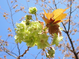 緑色の桜のギョイコウ。