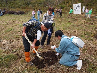 桜植樹（芝生広場）