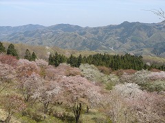 美の山公園のサクラ